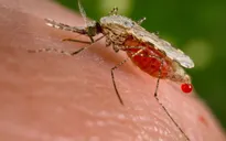 Cách phòng bệnh viêm não Nhật Bản
