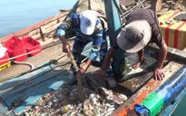 Bình Định xóa bỏ nghề đánh cá tận diệt trong năm 2019