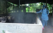 Bến Tre: Siết chặt kiểm soát dịch tả lợn châu Phi