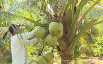 Lạ lùng dừa sáp Trà Vinh