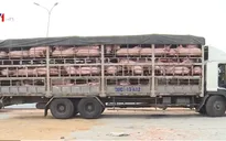 23 địa phương xuất hiện dịch tả lợn châu Phi