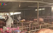 Lai Châu xuất hiện ổ dịch tả lợn châu Phi