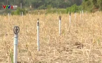 Đảo Lý Sơn đối mặt với hạn hán đến sớm