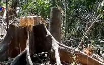Lại xảy ra phá rừng phòng hộ Sông Tranh