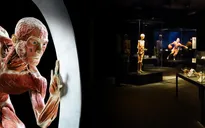 Triển lãm bộ phận cơ thể bằng công nghệ 3D