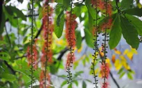 "Trong vắt" hoa lộc vừng sáng sớm ở Hồ Gươm