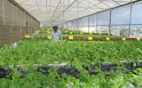 Ồ ạt phát triển nhà kính, sinh thái Đà Lạt ngày càng biến dạng