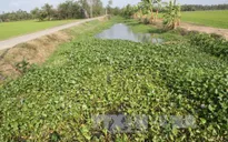 Thời tiết khô hạn, đồng bào Khmer chủ động thích ứng với hạn mặn