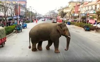 Voi đi lạc ở Trung Quốc