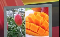 Xoài đỏ Nhật Bản về Việt Nam giá khoảng 3 triệu đồng/kg