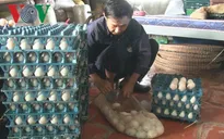 Người nuôi vịt rọ ở Đồng Tháp lao đao vì giá trứng giảm