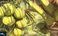 Làm giàu từ vườn dừa sáp lớn nhất tỉnh Trà Vinh