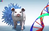 Trung Quốc phân lập thành công chủng virus dịch tả lợn châu Phi