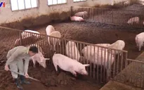 Cần hợp tác để hướng tới phát triển chăn nuôi chuyên nghiệp