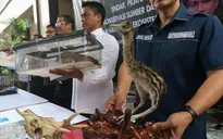 Indonesia bắt giữ 9 đối tượng buôn rồng Komodo