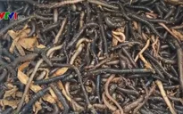 Người dân Tuyên Quang kích điện bắt giun bán cho thương lái nước ngoài