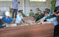 Hải quan Đà Nẵng bắt giữ lô hàng khối lượng lớn nghi là ngà voi