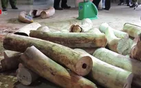 Thu giữ hơn 9 tấn hàng hóa nghi là ngà voi