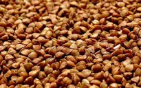 Thực phẩm lành mạnh hàng đầu cho người mắc bệnh thận
