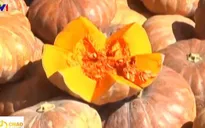 Đa dạng các hoạt động tại lễ hội bí ngô ở Sri Lanka