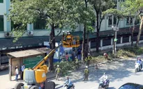 Hà Nội: Cắt sửa hơn 20.000 cây nguy hiểm trước mùa mưa bão