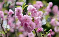 Khai mạc Lễ hội Hoa anh đào Nhật Bản - Hà Nội 2019
