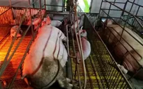 Bộ NN-PTNT kiểm tra công tác ngăn chặn dịch tả lợn châu Phi tại Hải Phòng