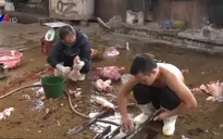 Tạm dừng hoạt động lò mổ lớn nhất thành phố Vinh, Nghệ An