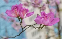 Hoa ban nở rộ khoe sắc trắng tinh khôi giữa trời Hà Nội