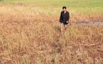 Nguy cơ thiếu nước ngọt sinh hoạt nghiêm trọng vào cao điểm mùa khô