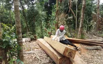 Làm rõ vụ 9 người phá rừng ở vùng giáp ranh Đăk Lăk