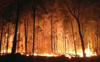 Nắng nóng kỷ lục khiến cháy rừng tại Australia diễn biến phức tạp