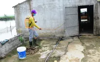 Cấp bách khống chế dịch tả lợn châu Phi