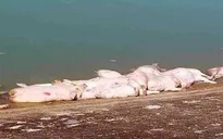 Khánh Hòa phát hiện nhiều xác heo không rõ nguồn gốc