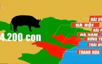 Thủ tướng Nguyễn Xuân Phúc: Phải chống dịch tả lợn châu Phi như chống giặc