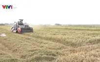 Thị trường nông sản 2 tháng đầu năm biến động trái chiều