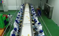 2019 - năm khó khăn với sản xuất và tiêu thụ nông sản