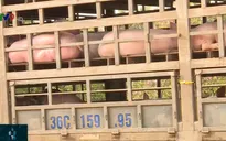 Giá lợn chênh lệch, việc phòng chống dịch tả lợn châu Phi gặp nhiều khó khăn