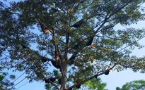 Kỳ lạ cây gạo có đến 60 tổ ong mật