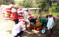 Liên kết doanh nghiệp - nhà nông để giảm bớt khâu trung gian thu mua lúa