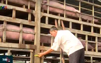 TP.HCM yêu cầu không để dịch tả lợn châu Phi lọt vào thành phố
