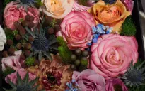 Hoa nhập ngoại đẹp lạ gây sốt thị trường quà tặng 8/3