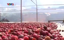 Cà phê đặc sản – nét mới của lễ hội cà phê Buôn Ma Thuột
