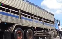 Dịch tả lợn xuất hiện ở Bến Tre
