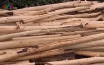 Phú Yên: Người trồng rừng ồ ạt bán keo non