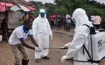 Hy vọng mới về vaccine đa năng phòng mọi chủng virus Ebola