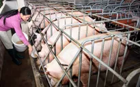 TP.HCM nỗ lực ngăn chặn dịch tả lợn châu Phi