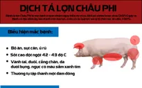 [INFOGRAPHIC]Những điều cần biết về dịch tả lợn châu Phi