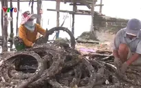Ngư dân Thừa Thiên Huế làm giàu từ nuôi trồng thủy sản