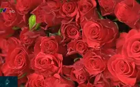 Nhiều nhà vườn Đà Lạt bỏ trồng hoa hồng